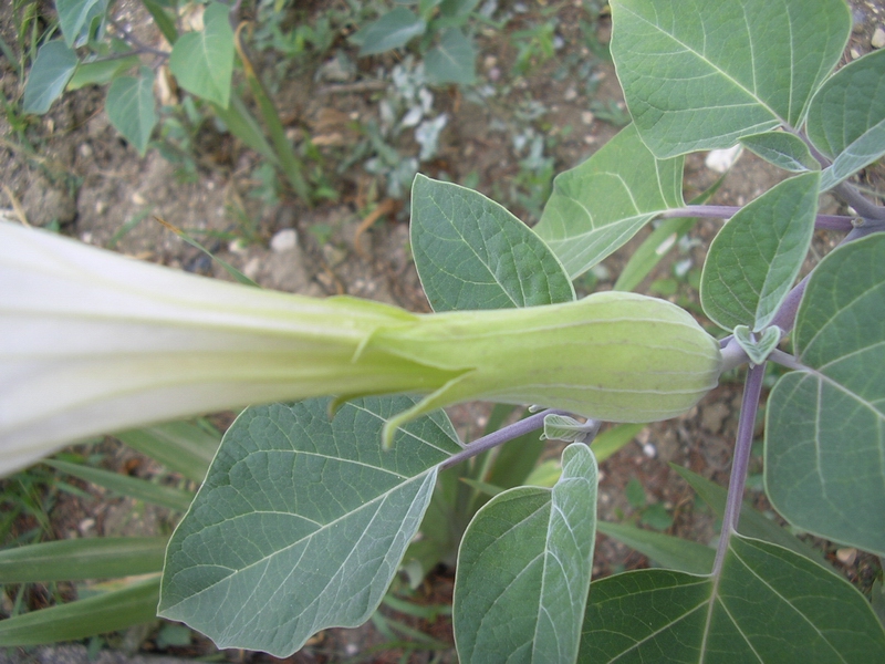 Datura innoxia / Stramonio metello, Noce metella